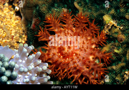 La couronne d'épines, étoiles de l'étoile de mer Acanthaster planci, Philippines Banque D'Images