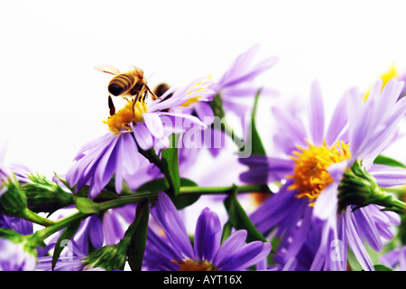 Bee (Apiformes) perché dans les fleurs Banque D'Images