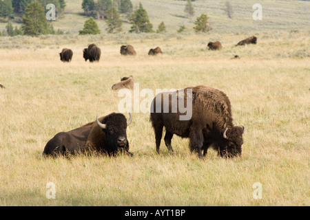 Bison d'Amérique ou de bisons (Bison bison), Hayden Valley, le Parc National de Yellowstone, Wyoming, USA Banque D'Images