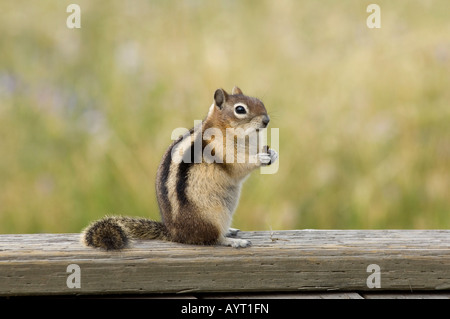 Le Spermophile à mante dorée (Spermophilus lateralis) l'alimentation, le Parc National de Yellowstone, Wyoming, USA Banque D'Images