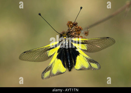 Owlfly (Libelloides coccaius), Bolzano-Bozen, Italie, Europe Banque D'Images