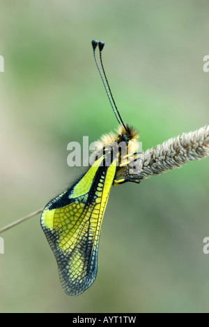 Owlfly (Libelloides coccaius), Bolzano-Bozen, Italie, Europe Banque D'Images