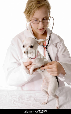 Preteen Caucasian Girl (10-12) Holding Chihuahua Dog et jouer de vétérinaire officiel USA Banque D'Images