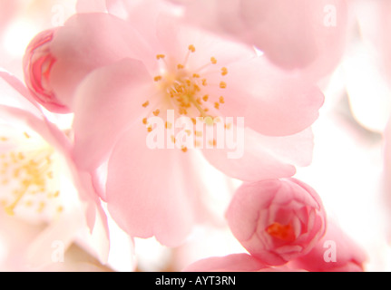 Les fleurs de cerisier (Cerasus) Banque D'Images