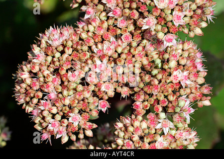 La floraison Stonecrop Sedum - Live-forever - Livelong (Sedum hybridum cultivar Matrona) Banque D'Images