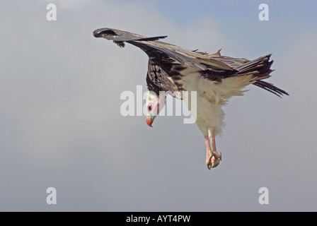 Tête blanche Trigonoceps vautour occipital Banque D'Images