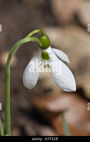 Une goutte de neige commune Galanthus nivalis blanc fleur de printemps Fermer fond flou flou au-dessus personne vertical aux États-Unis haute résolution Banque D'Images