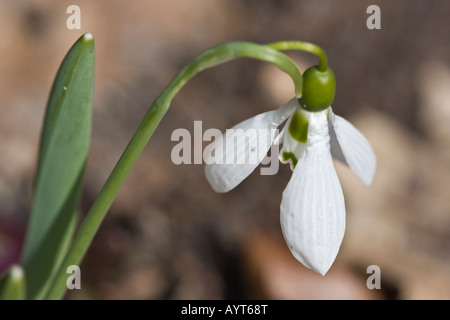 Une goutte de neige commune Galanthus nivalis blanc fleur de printemps Fermer fond flou flou au-dessus personne horizontal aux États-Unis haute résolution Banque D'Images