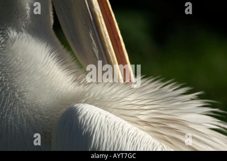 Grand Pélican blanc Pelecanus onocrotalus captif - lissage Banque D'Images