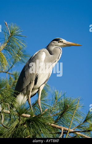 Héron cendré Ardea cinerea Banque D'Images