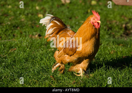 Parc d'attractions et parc animalier Birdworld - Surrey - Poulet au Royaume-Uni Banque D'Images