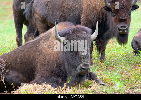 New York bronx zoo animal bison Bison d'Amérique (Bison bison) - Ouest de l'Amérique du Nord et au Canada. Le bison et Buffalo sont utilisées int Banque D'Images