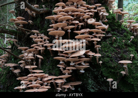 Groupe de miel ou champignon champignon dentelle - forme chunky (Armillaria mellea aka Clitocybe mellea) sur un tronc d'arbre. Banque D'Images