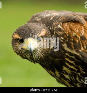 Hawk Parabuteo unicinctus Harris Banque D'Images