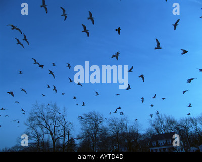 Beaucoup de 628 oiseaux volant dans le ciel Banque D'Images