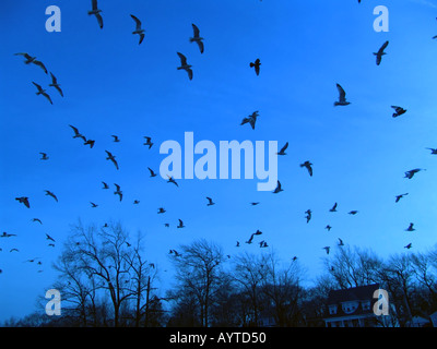 Beaucoup de 628 oiseaux volant dans le ciel Banque D'Images