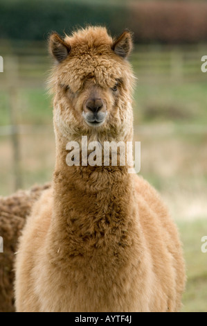 L'Alpaga Lama pacos adultes dans la zone pendant l'hiver, Cumbria Banque D'Images