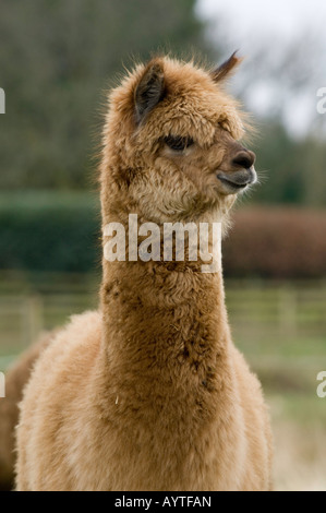 L'Alpaga Lama pacos adultes dans la zone pendant l'hiver, Cumbria Banque D'Images