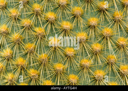 Arbre généalogique de cactus (Opuntia épines sp.) l'île de Santa Cruz, Galapagos Banque D'Images