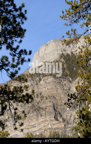 Fletcher Canyon area près de Mount Charleston au Nevada Banque D'Images