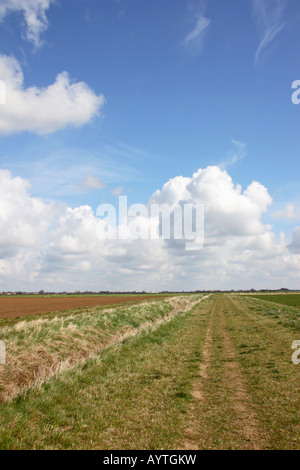 Un sentier à travers champs fenland. Banque D'Images