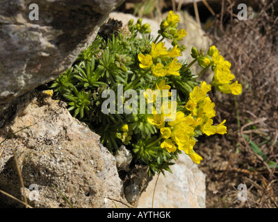 Whitlowgrass, draba aizoides jaune Banque D'Images