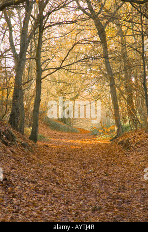 Chemin forestiers sur Moushold Heath Norwich Angleterre en automne Banque D'Images