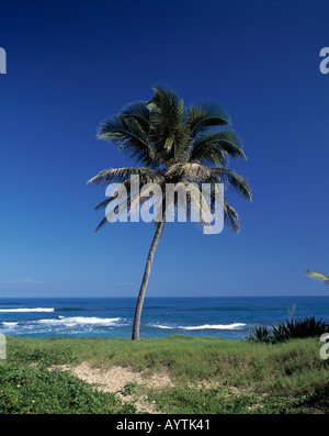 Palme am Meer an der Playa Cabarete, Dominikanische Republik Banque D'Images