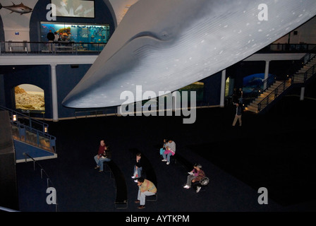 Rorqual bleu lifesize afficher dans le Hall de la vie des océans, Musée Américain d'Histoire Naturelle Banque D'Images