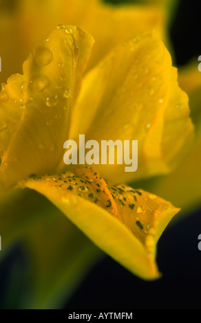 Iris danfordiae Banque D'Images