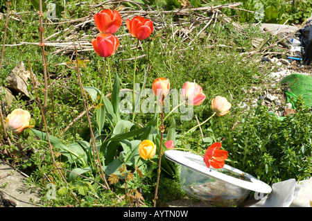 Tulipes fleur sur le sol utilisé pour le dumping. Les décharges sauvages. Paysage Banque D'Images