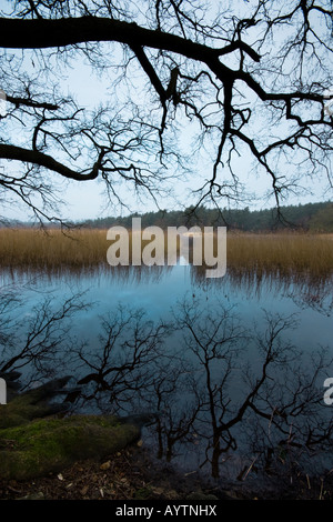 Branches de chêne sur Frensham Little Pond. Banque D'Images