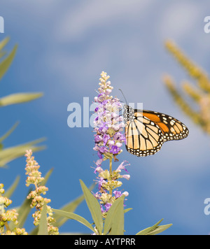 Une femelle Monarch Butterfly, Danaus plexippus, se nourrit de fleurs dans un jardin de papillons municipal d'Oklahoma City, Oklahoma, Etats-Unis. Banque D'Images