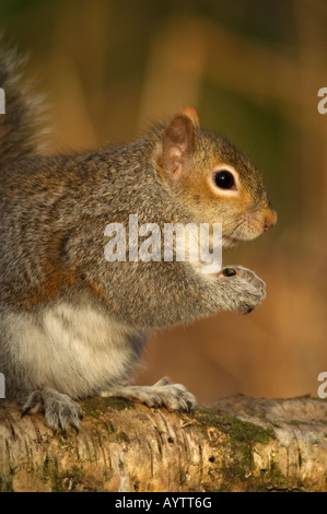 - L'écureuil gris Sciurus carolinensis Banque D'Images