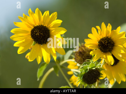 Tournesols hochent la tête au soleil. Convient pour les cartes de vœux et calendriers. Banque D'Images