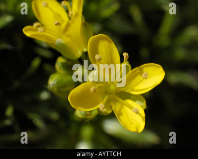 Whitlowgrass, draba aizoides jaune Banque D'Images
