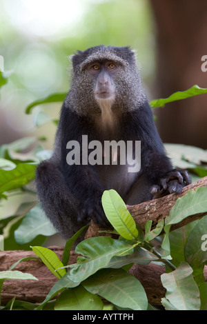 Singe bleu (Cercopithecus mitis) au lac Manyara en Tanzanie Banque D'Images