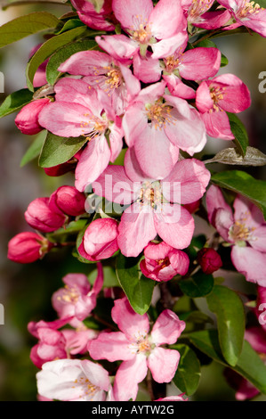 Un pommetier plein de fleurs rose au printemps. Banque D'Images