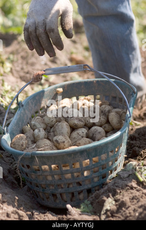 Panier de pommes de terre Jersey Royal frais Banque D'Images
