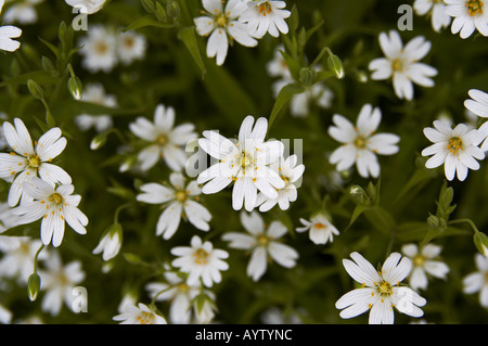 Le Silene latifolia ou Blanc Campion, Angleterre Banque D'Images