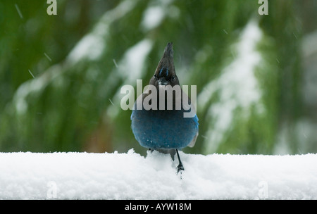 Le Geai de Steller (Cyanocitta stelleri) dans la neige, Mt. Hood, Oregon Banque D'Images