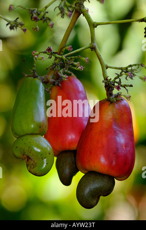 Trois pommes de crabe de l'anacardier le mûrissement des fruits avec écrous semences Costa Rica Banque D'Images