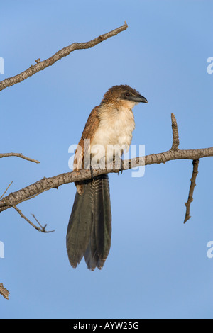 Burchell burchelli coucal Centropus parc national Kruger en Afrique du Sud Banque D'Images