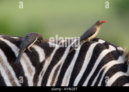 Redbilled Buphagus erythrorhynchus oxpeckers sur zebra Ithala game reserve Ntshondwe Kwazulu Natal Afrique du Sud Banque D'Images