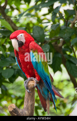 Portrait de Macaw Banque D'Images