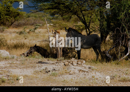 Le zèbre de Grevy Hippotigris grevyi.s'abritant sous arbre avec poulain Banque D'Images