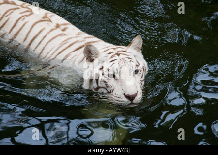 Tigre blanc au Zoo de Singapour Banque D'Images