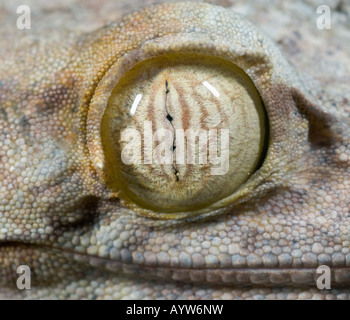 Oeil de gecko à queue de feuille (Uroplatus sp.) Madagascar en captivité Banque D'Images