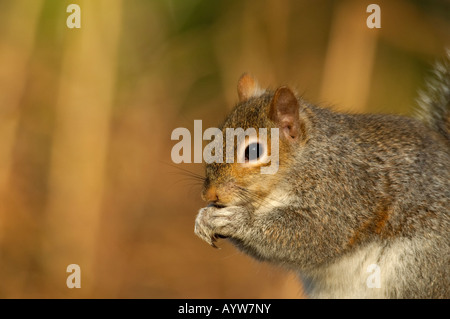 - L'écureuil gris Sciurus carolinensis Banque D'Images