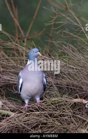 Ramier Columba palumbus perché sur les branches à Potton alerte Bedfordshire Banque D'Images